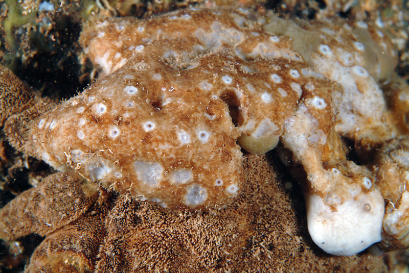 Ircinia sp.